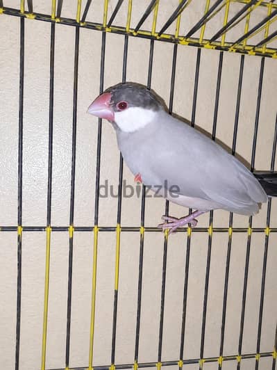 نتايه جاوا شغاله