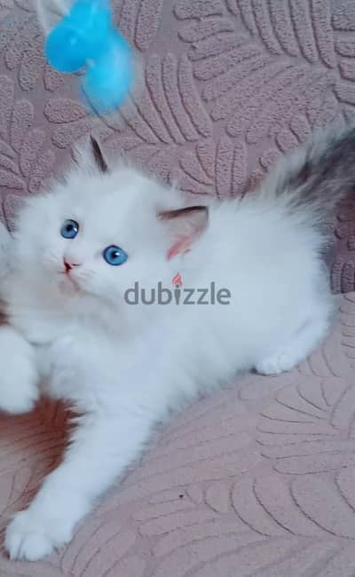 kittens ragadoll free 50 days // 01014794352 //