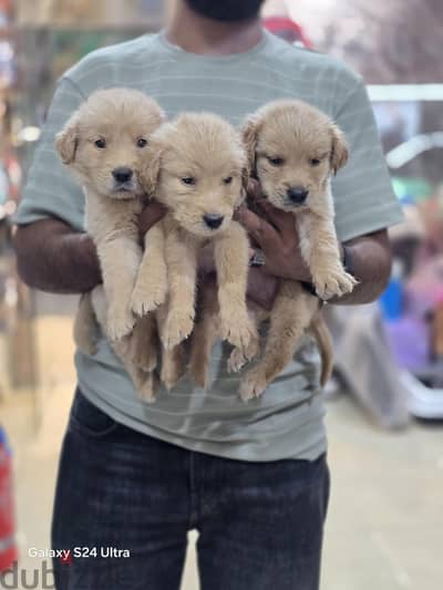 كلاب جولدن  ريتريفر Golden Retriever