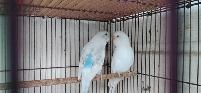قص للبيع دكر البينو عين حمره ونتايه اول شغل العصافره 45 01228809730