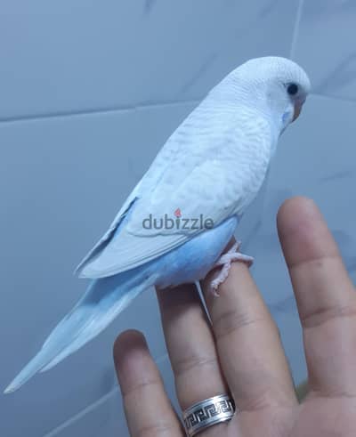 عصفورين