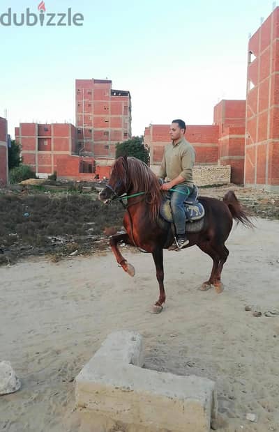 حصان آخر جمال وبطل في الادب ما شاء الله للتواصل 01068423266