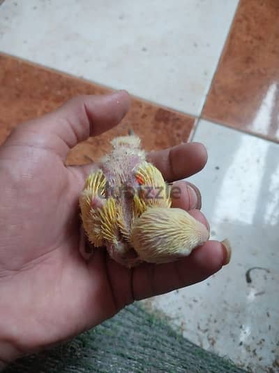 زغليل اوبلاين أورانج