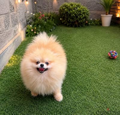 أصغر تي كب Pomeranian