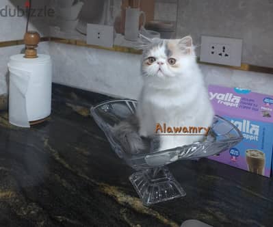ديانا