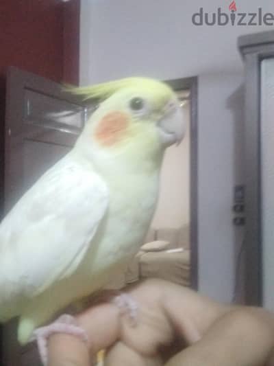 قول سعرك