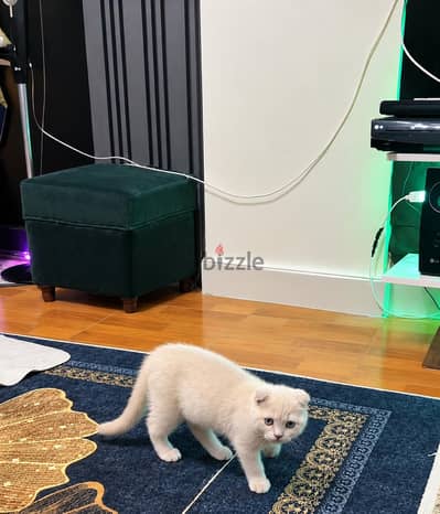 Scottish Fold lailak Boy for Sale قط