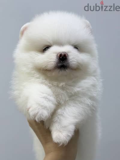 Pomeranian puppy teddy bear 40 days