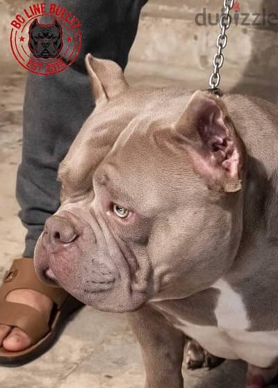 American bully babys Top quality