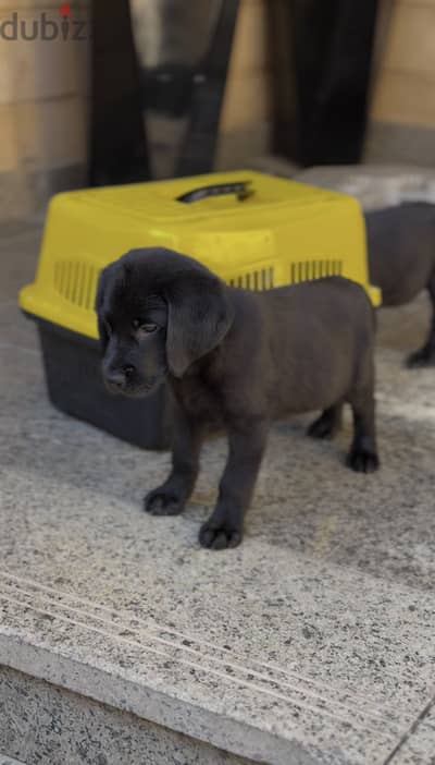 Labrador Retreiver puppies