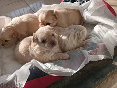 Pekinese بيكنيز جراوي