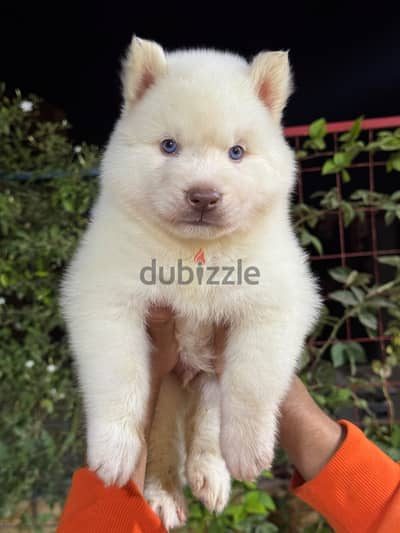Alaska malamute male puppy