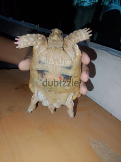 سلحفة  انثى