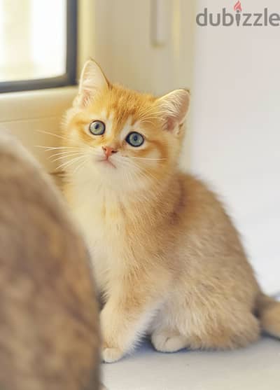 British shorthair Ny12 قط بريتش شورت جولد