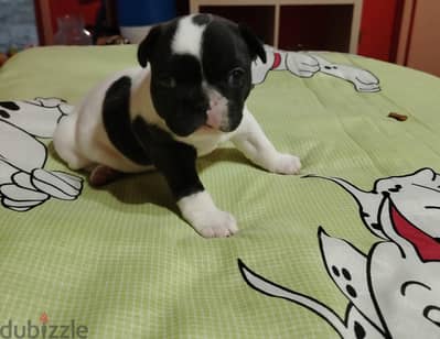 frensh bulldog فرنش بولدوج