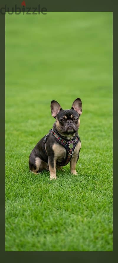 french bulldog فرنش بولدوج