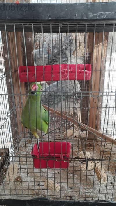دره هندي