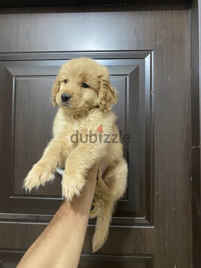 جولدن رتريفر بنت golden retriever