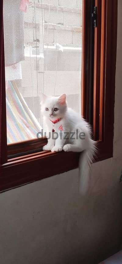 قط شيرازي للبيع