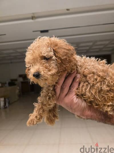pure poodle. . . 2 and half Month