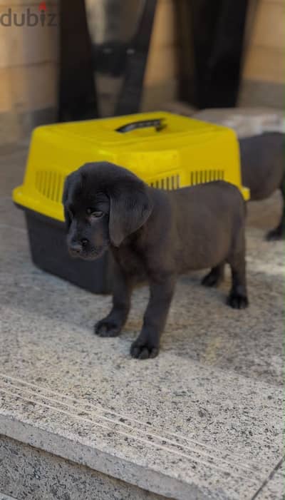 Labrador Retreiver