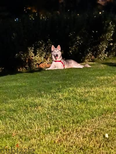Breed of pure Siberian Husky and Samusky Dog for sale.
