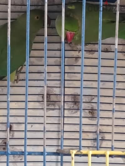 جوز دره هندى كبير شغال ومنتج