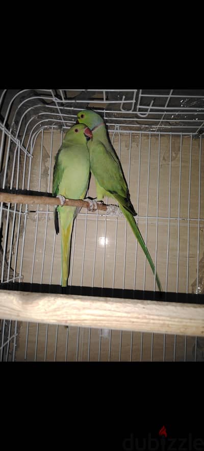 قص دره هندي شغال
