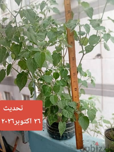 شتله حرنكش مثمره عمر عام