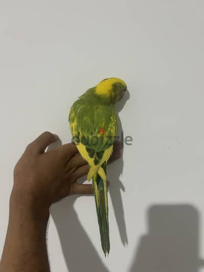 دره مصبع
