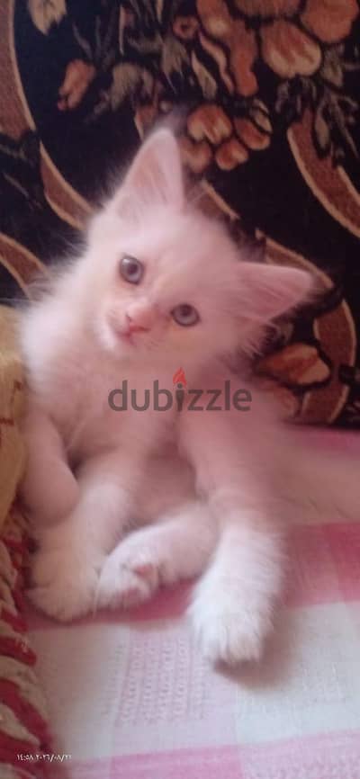 قط شيرازى بيور ذكر