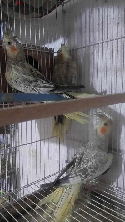 شباب كوكتيل