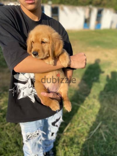 olden retriever top quality female 60 daysأجمل بنوته جولدن ريتريفر