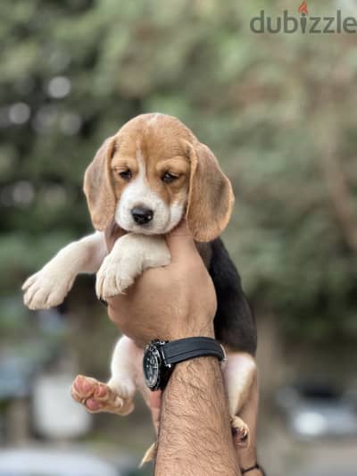 Beagle بيجل