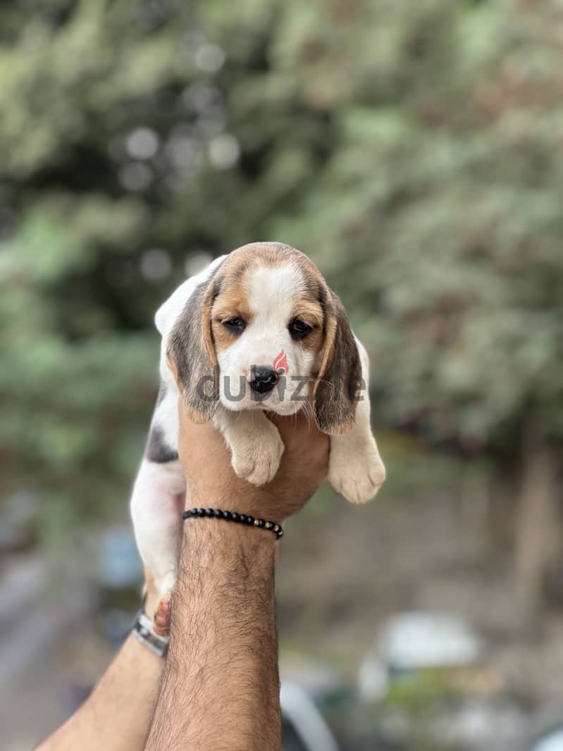 Beagle بيجل 1