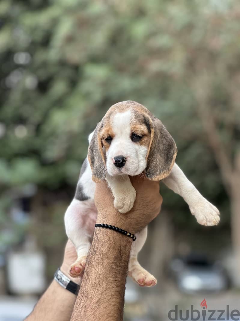 Beagle بيجل 5