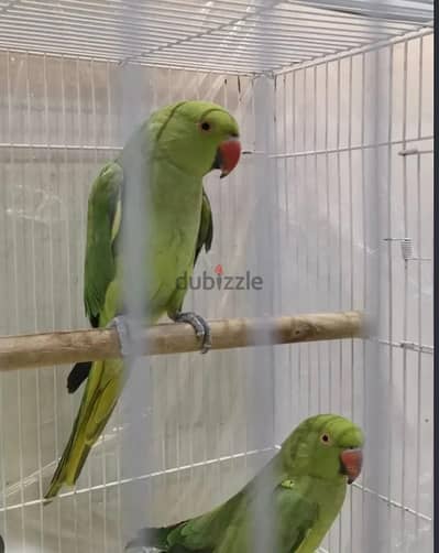 ببغاء دره هندي وزيبرا