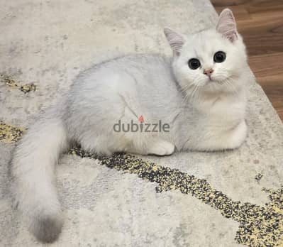 قط سكوتش ستريت سلفر | Scottish Straight Silver – ولدين بيور