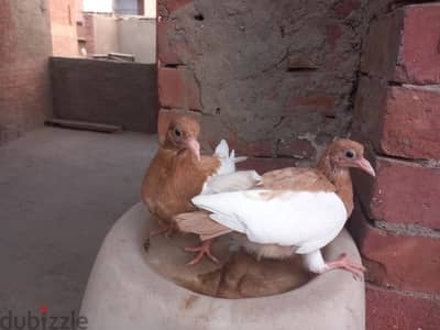 زغلولين انجليزي كول  مرسومين ود