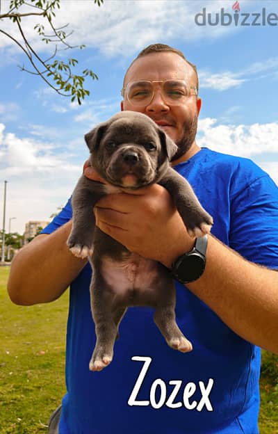 American bully