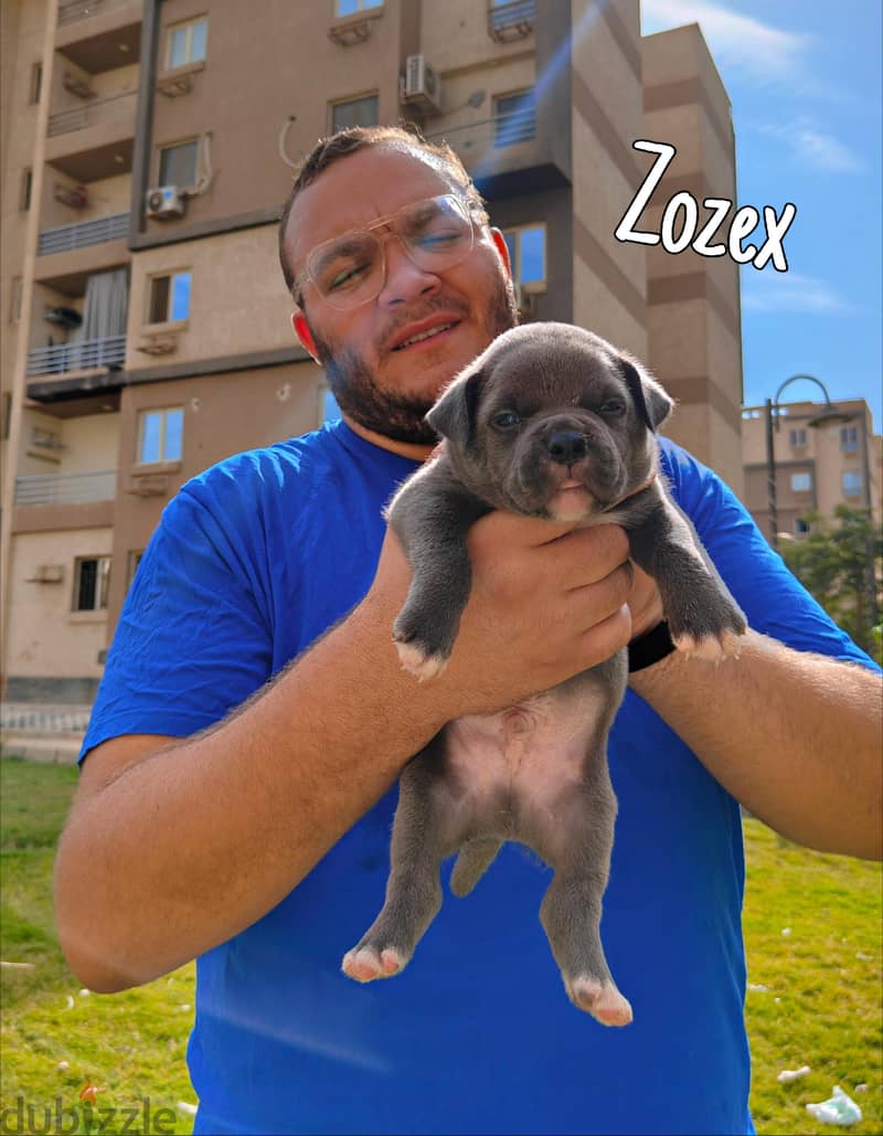 American bully 1