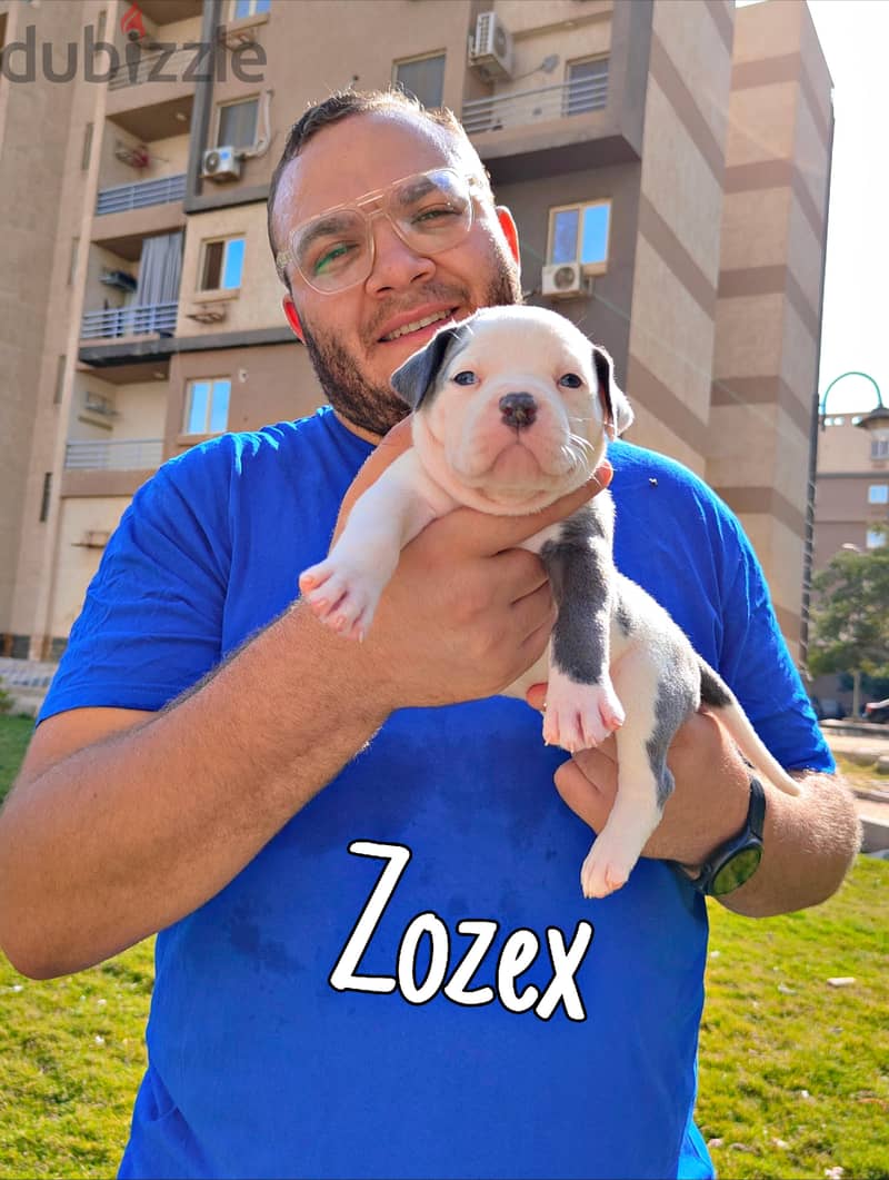 American bully 2