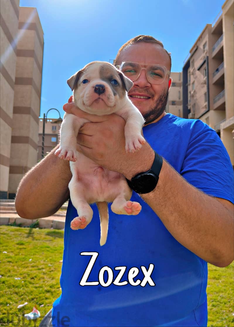 American bully 3