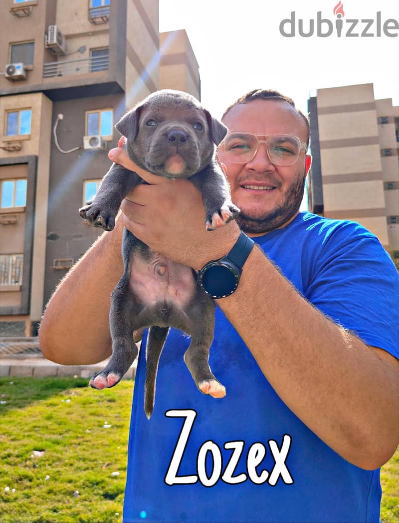 American bully 4