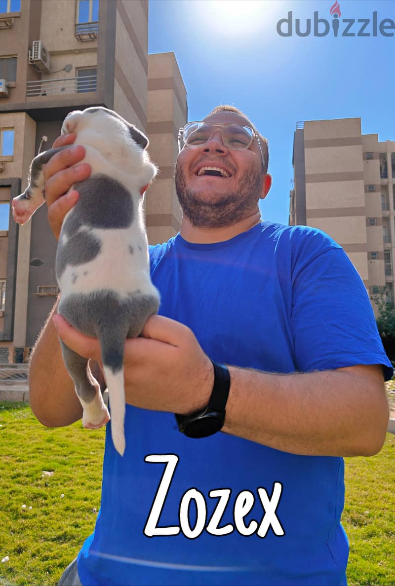 American bully 5