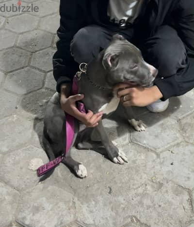 جروايه American bully 4شهور