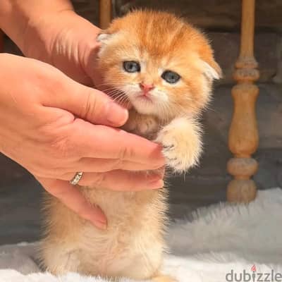 scottish fold gold ny12