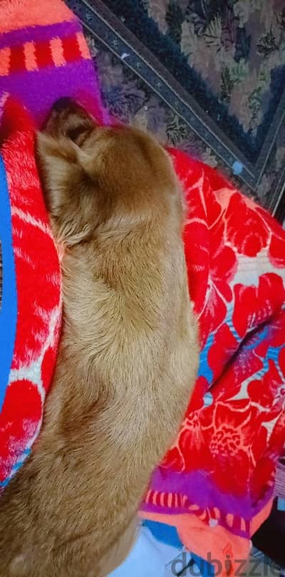 golden dog