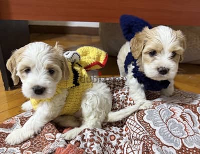 Male&female mixed cocker puppies