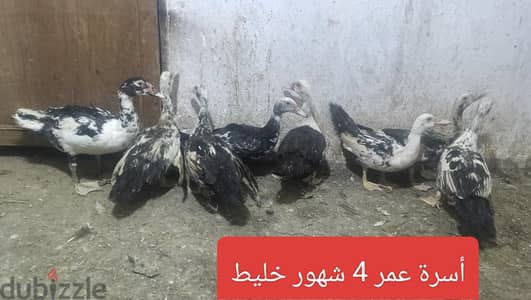 بط ووز  وارنب